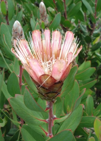 Protea lacticolor last floral rites